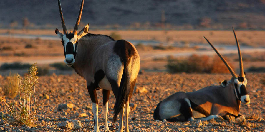 Identifying rare species in Samburu National Reserve