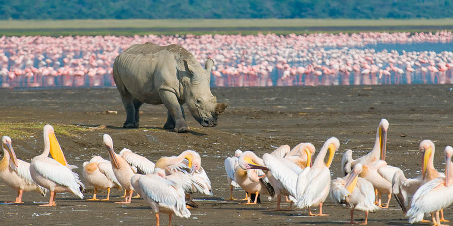 Exploring UNESCO-listed Lake Nakuru