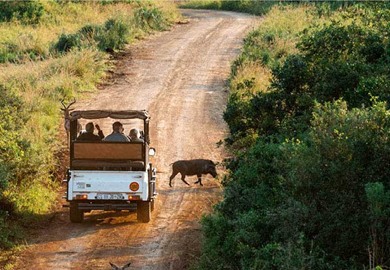 Kenya Game Drive