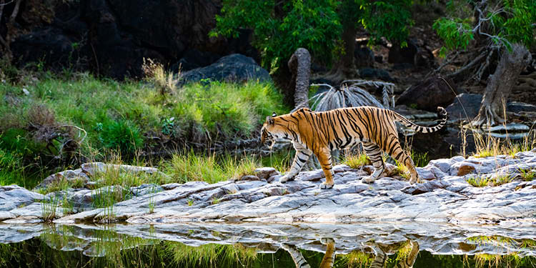 Looking for Bengal tigers in their natural habitat